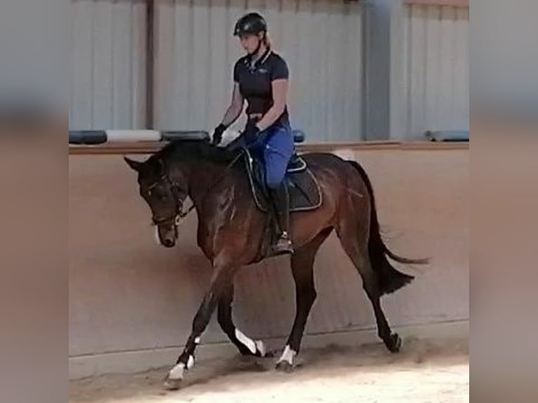 Holstein Mare 11 years 16.1 hh Bay-Dark in Wonfurt