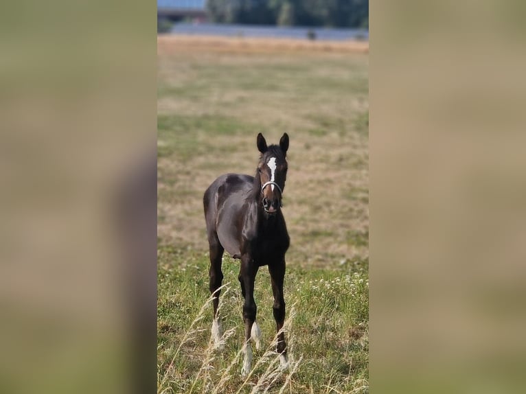 Holstein Mare 11 years 16.1 hh Bay-Dark in Wonfurt
