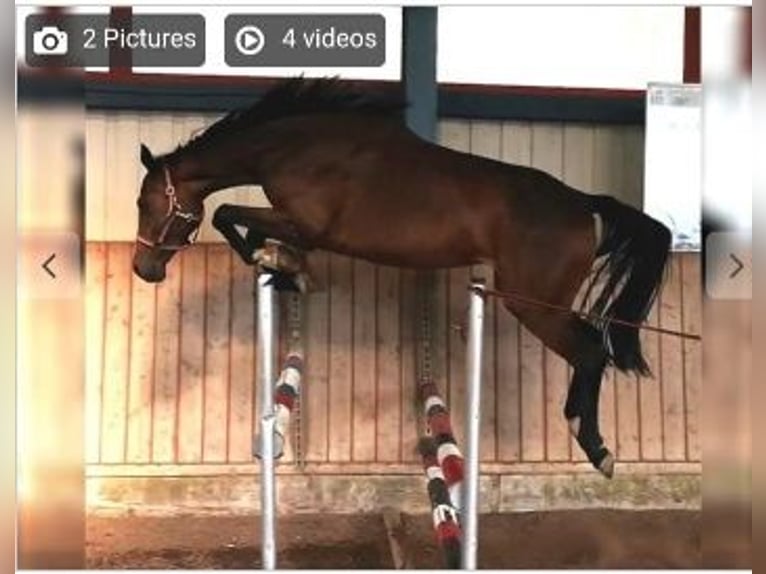 Holstein Mare 11 years 16.1 hh Bay-Dark in Wonfurt