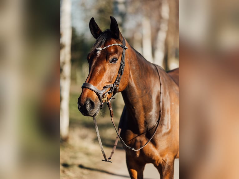 Holstein Mare 11 years 16,1 hh Brown in Kiel