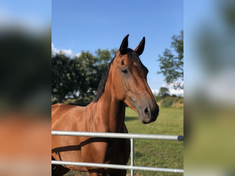 Holstein Mare 11 years 16.1 hh Brown in Hohenaspe