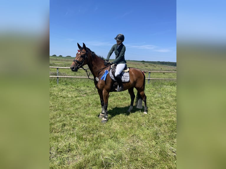 Holstein Mare 11 years 16.1 hh Brown in Hohenaspe