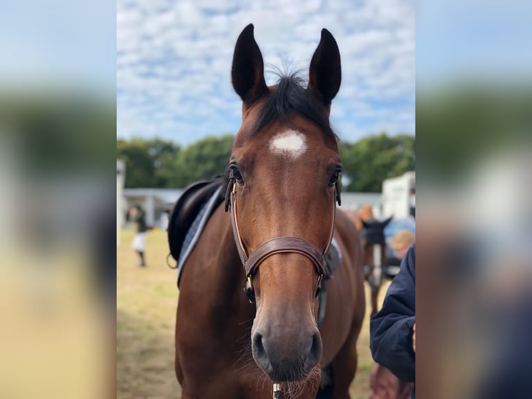 Holstein Mare 11 years 16.1 hh Brown in Hohenaspe