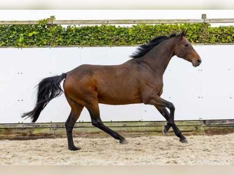 Holstein Mare 11 years 16,1 hh Brown in Waddinxveen