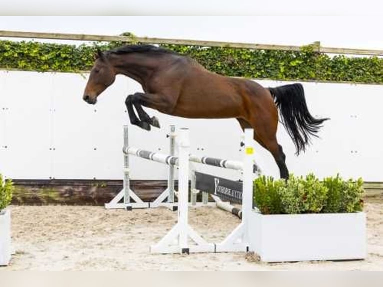 Holstein Mare 11 years 16,1 hh Brown in Waddinxveen