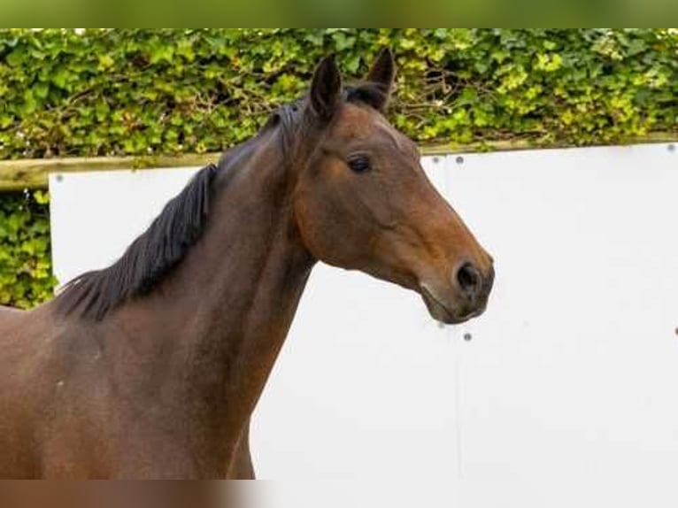 Holstein Mare 11 years 16,1 hh Brown in Waddinxveen