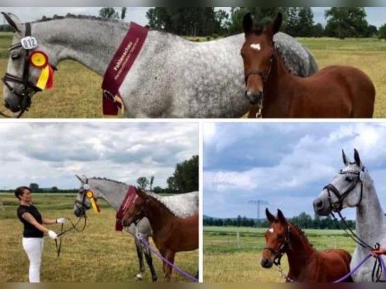 Holstein Mare 11 years 16,1 hh Gray in Golzow