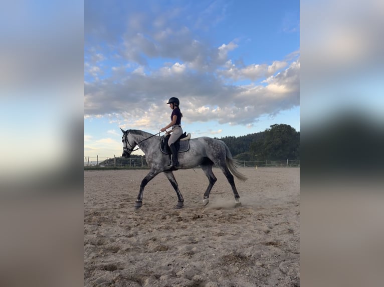 Holstein Mare 11 years 16.1 hh Grey-Dapple in Donaueschingen