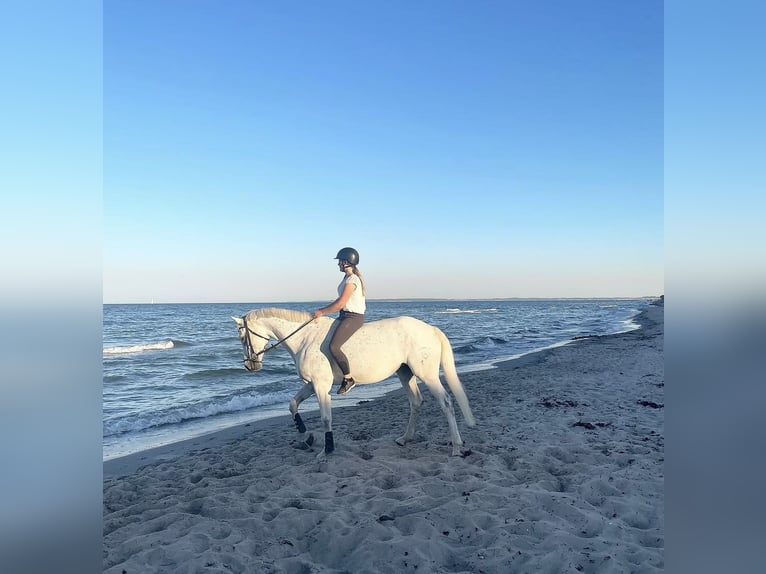Holstein Mare 11 years 16.1 hh Grey-Fleabitten in Gelting