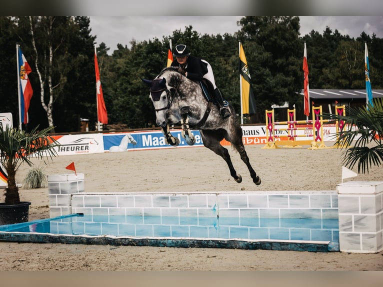 Holstein Mare 11 years 16.1 hh Grey in Kollmar