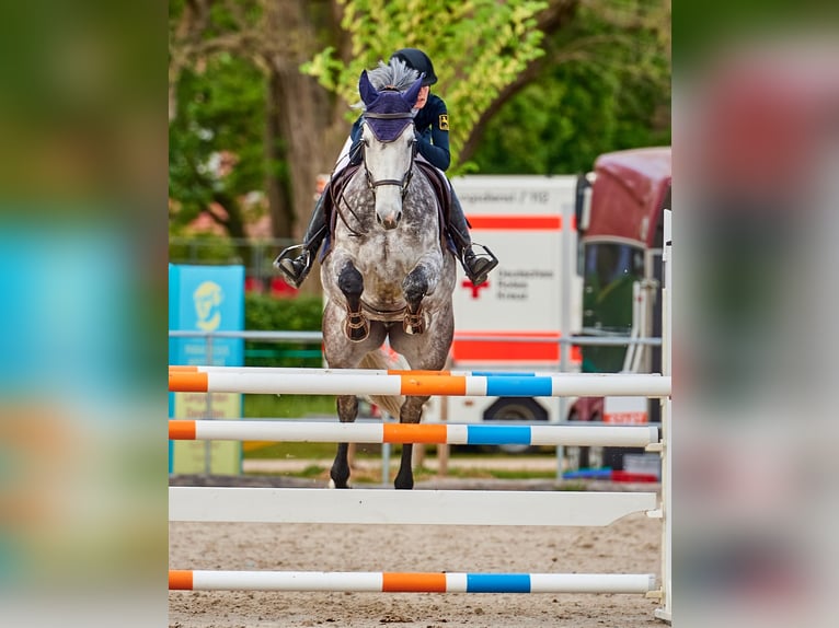 Holstein Mare 11 years 16.1 hh Grey in Kollmar