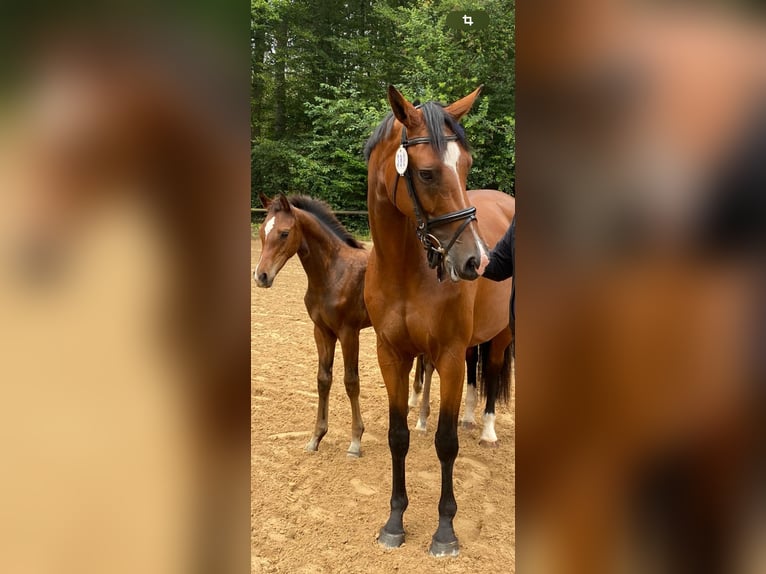 Holstein Mare 11 years 16,2 hh Brown in Vöhl