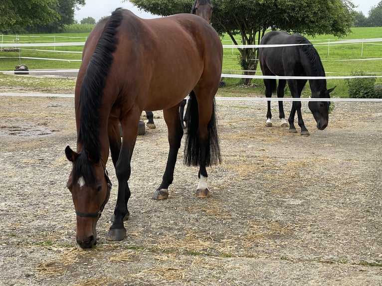 Holstein Mare 11 years 16,2 hh Brown in MünsingenMünsingen