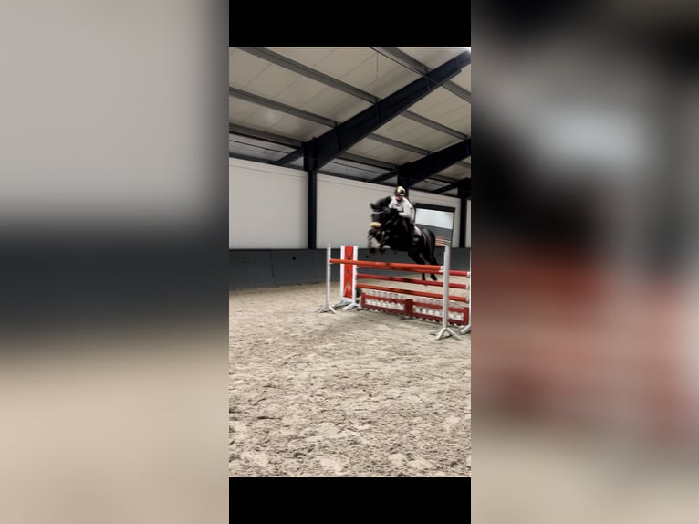 Holstein Mare 11 years 16,3 hh Bay-Dark in Neunkirchen