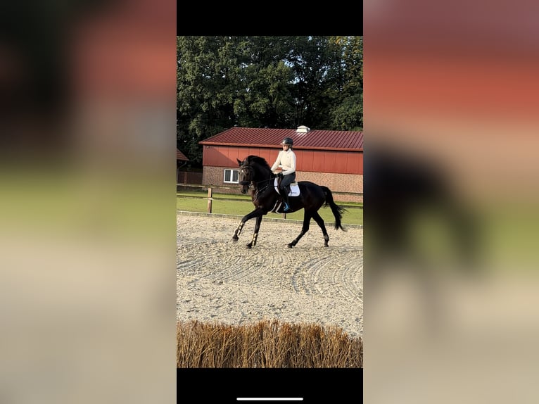 Holstein Mare 11 years 16,3 hh Bay-Dark in Neunkirchen