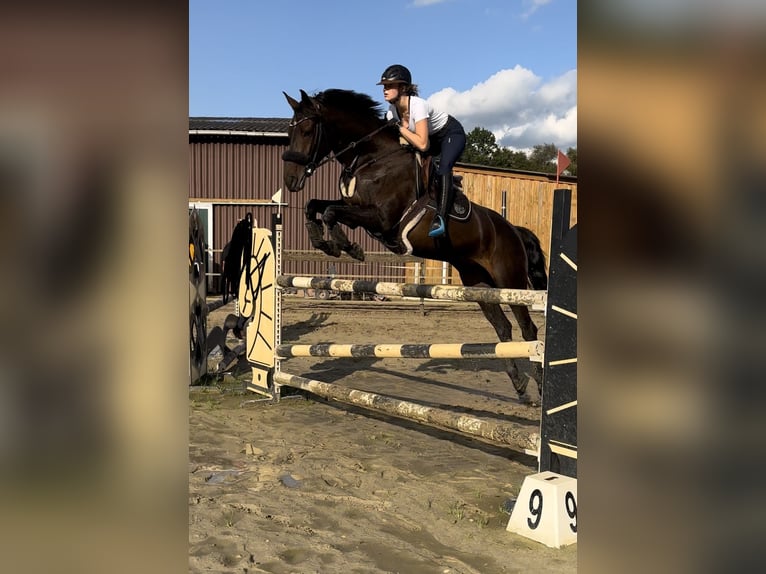 Holstein Mare 11 years 16,3 hh Bay-Dark in Neunkirchen