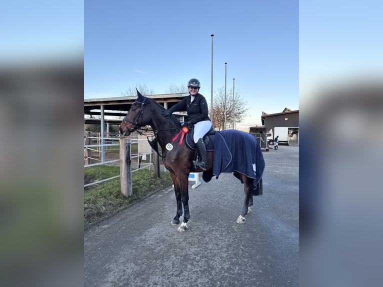 Holstein Mare 11 years 16.3 hh Brown in Rheda-Wiedenbrück