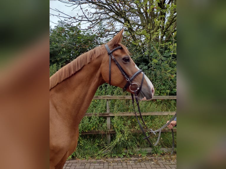 Holstein Mare 11 years 16 hh in Viöl