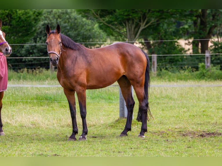 Holstein Mare 11 years 16 hh Brown in Kuden