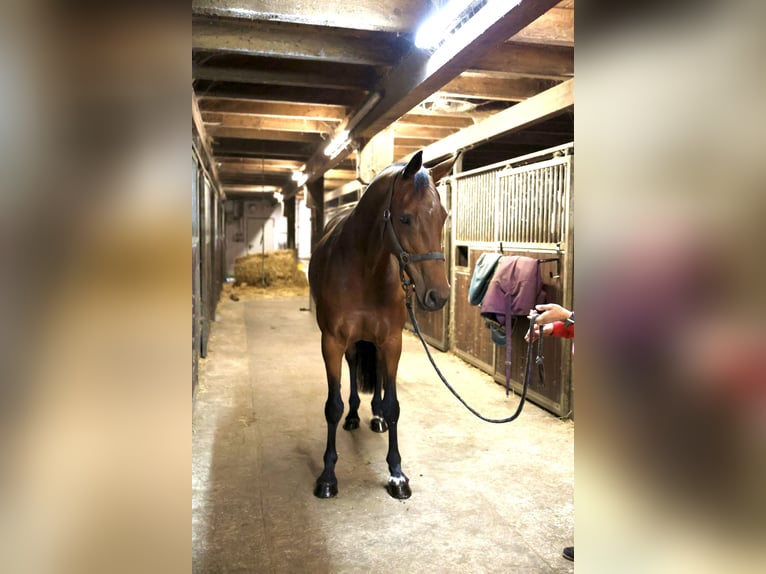 Holstein Mare 11 years 16 hh Brown in Kuden
