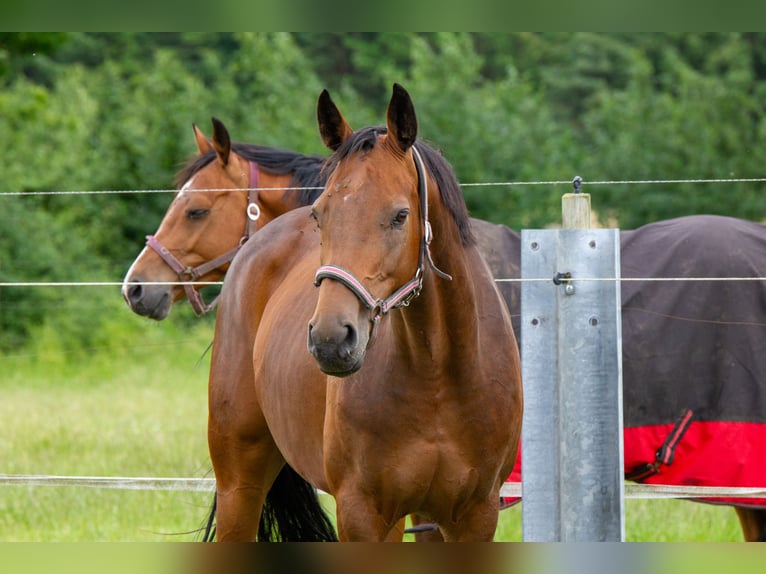 Holstein Mare 11 years 16 hh Brown in Kuden