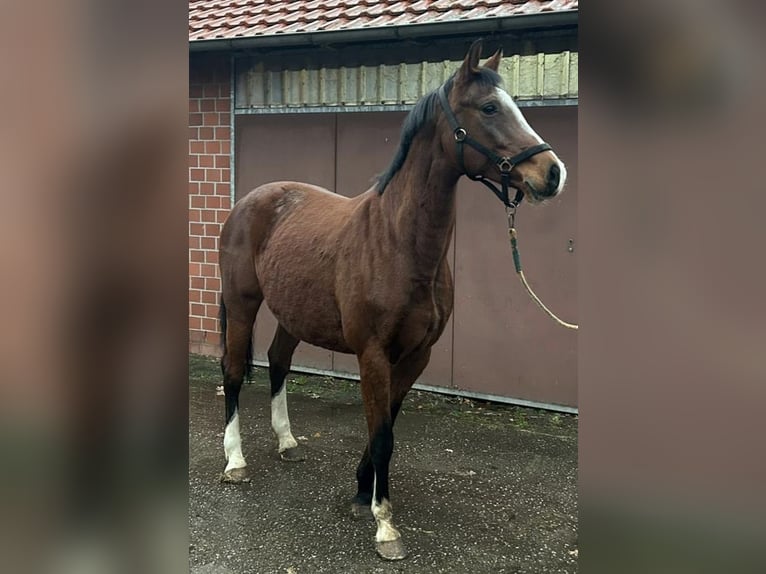 Holstein Mare 11 years 16 hh Brown in Lathen