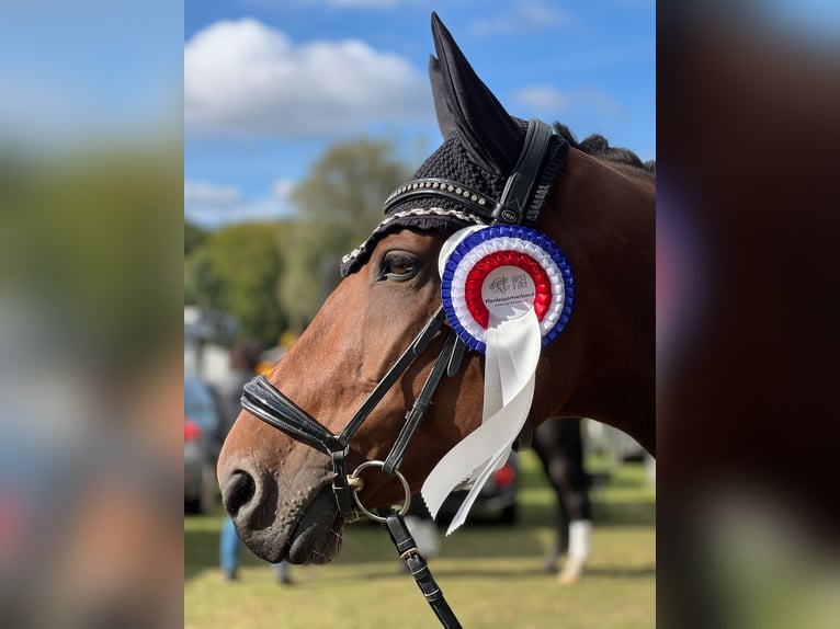 Holstein Mare 11 years 16 hh Brown in Diekhusen-Fahrstedt