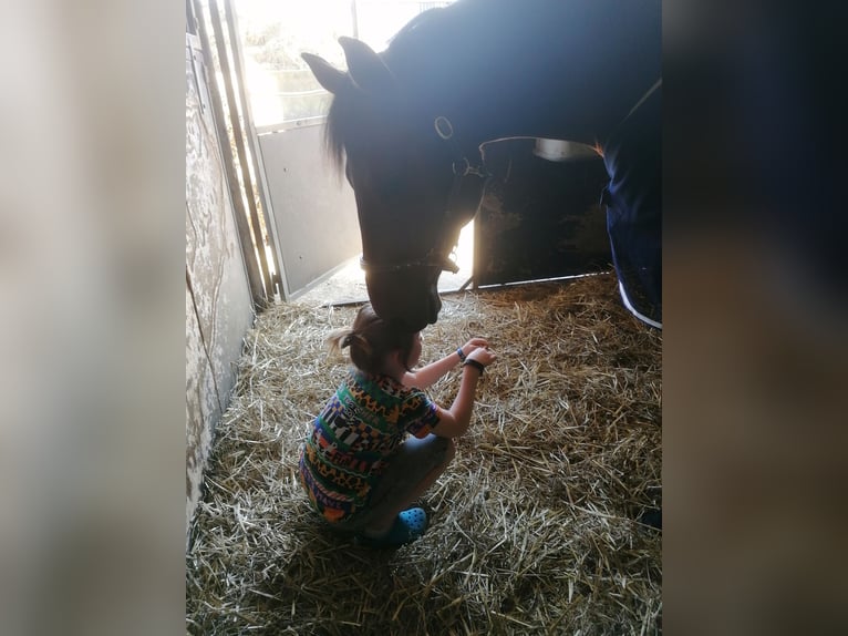 Holstein Mare 11 years 16 hh Brown in Diekhusen-Fahrstedt