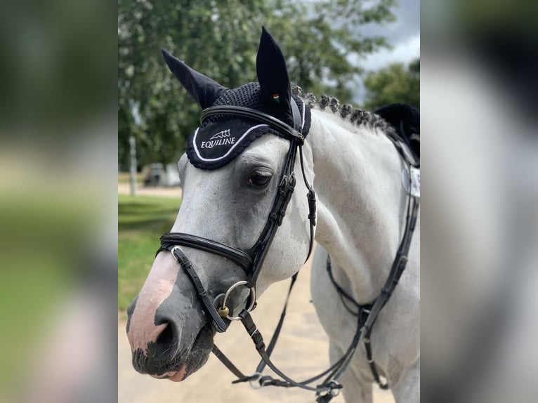 Equiline Thoroughbred Pedigree Best Sale innoem.eng.psu.ac.th