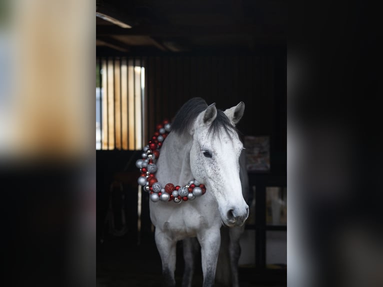 Holstein Mare 11 years 16 hh Grey in Groß-Zimmern