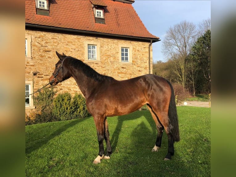 Holstein Mare 11 years 16,1 hh Brown in wonfurt
