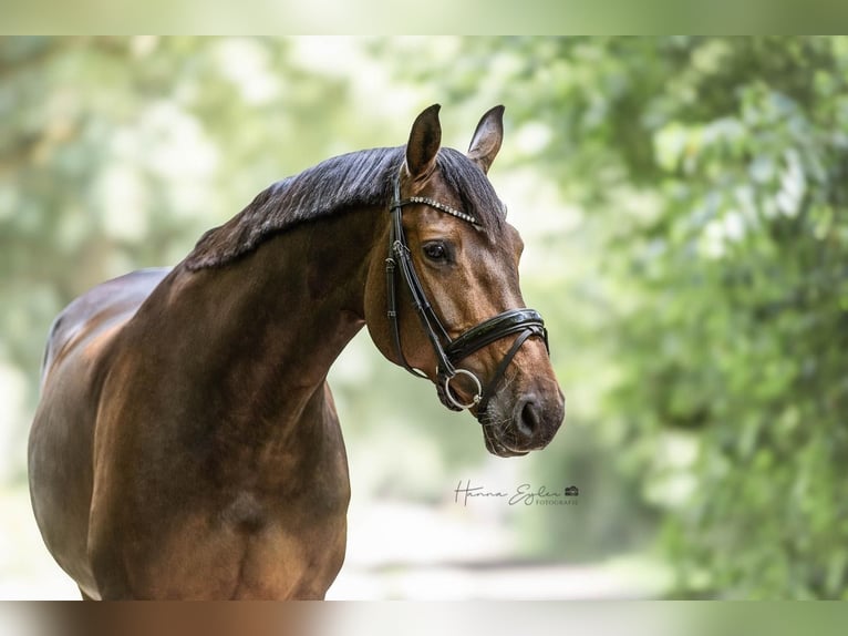 Holstein Mare 11 years 16,1 hh Brown in Wedel