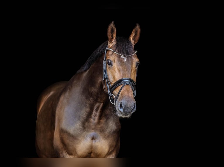 Holstein Mare 11 years 16,1 hh Brown in Wedel