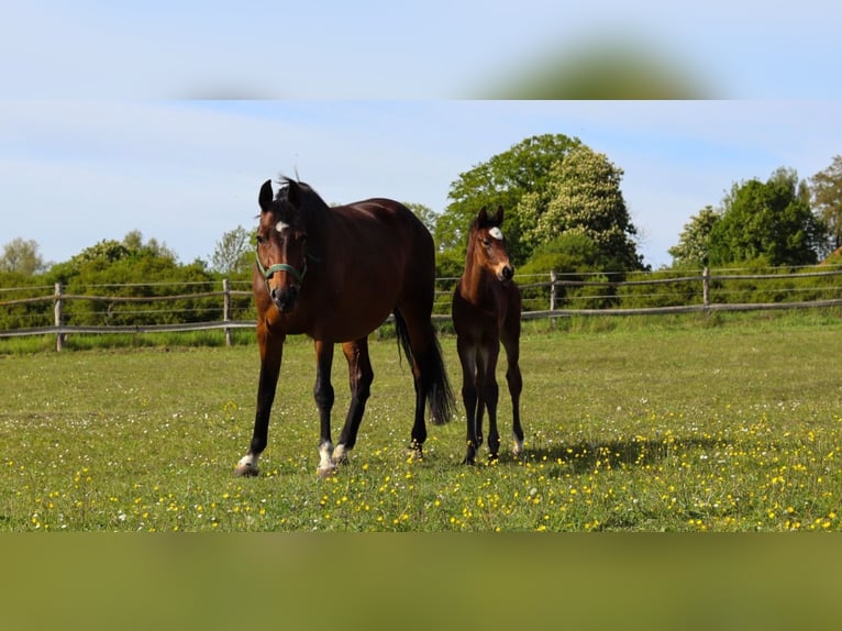 Holstein Mare 11 years 16,1 hh Brown in Groß Methling