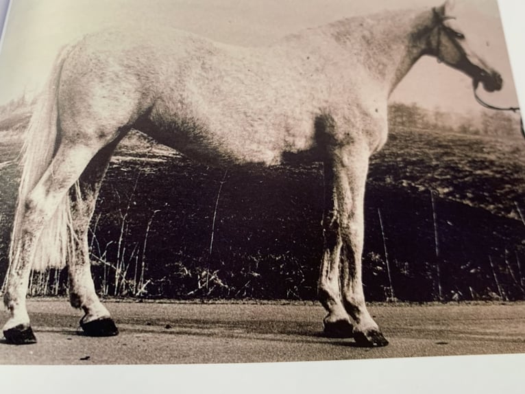 Holstein Mare 11 years 16,1 hh Chestnut-Red in Firrel