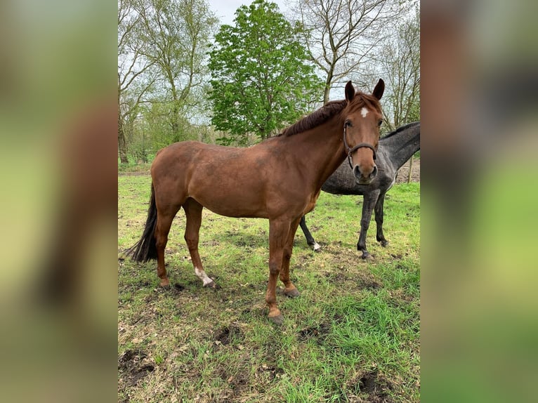 Holstein Mare 11 years 16,1 hh Chestnut-Red in Firrel