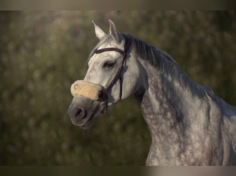 Holstein Mare 11 years 16,1 hh Grey-Dapple in Donaueschingen