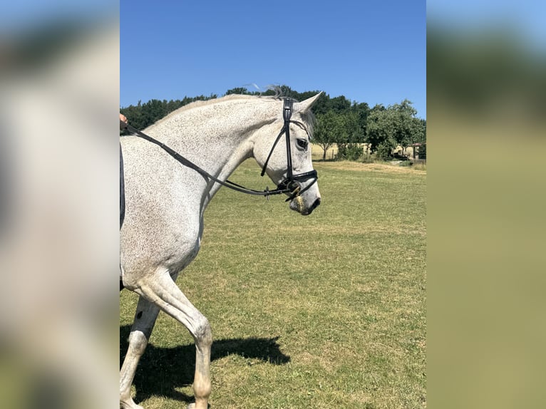 Holstein Mare 11 years 16,1 hh Grey in Kirchenthumbach