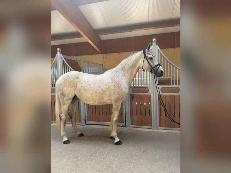 Holstein Mare 11 years 16,1 hh Grey in Kirchenthumbach