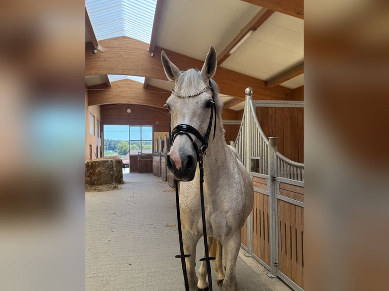 Holstein Mare 11 years 16,1 hh Grey in Kirchenthumbach