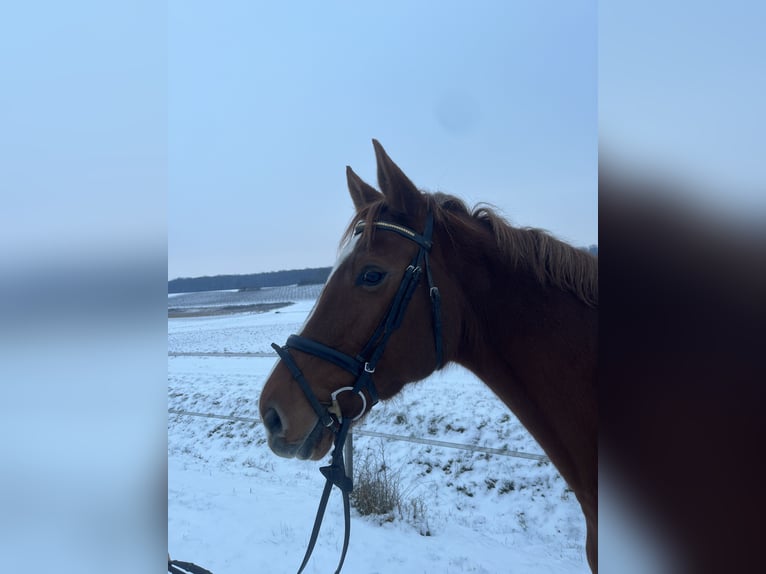 Holstein Mare 11 years 16,2 hh Chestnut-Red in Donnersdorf