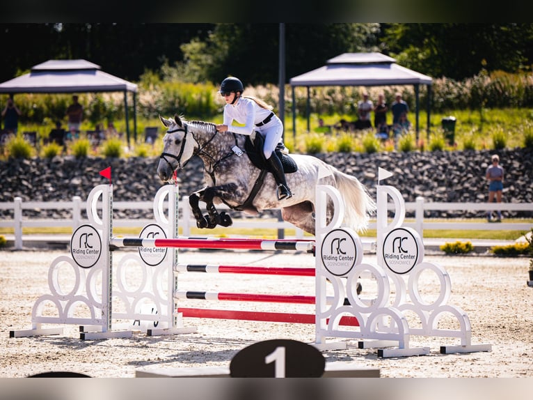 Holstein Mare 11 years 16,2 hh Grey in Krak&#xF3;w