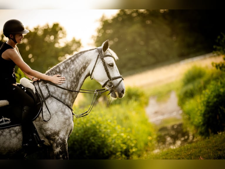 Holstein Mare 11 years 16,2 hh Grey in Krak&#xF3;w