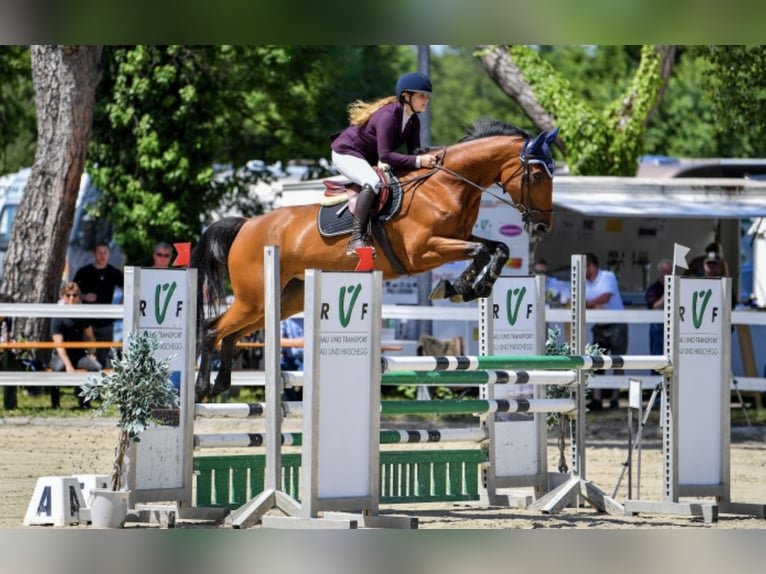 Holstein Mare 11 years 17 hh Brown in St. Gallen
