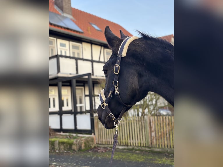 Holstein Mare 11 years 17,1 hh Smoky-Black in Borken