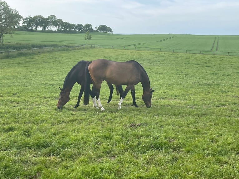 Holstein Mare 11 years Brown in Döhnsdorf