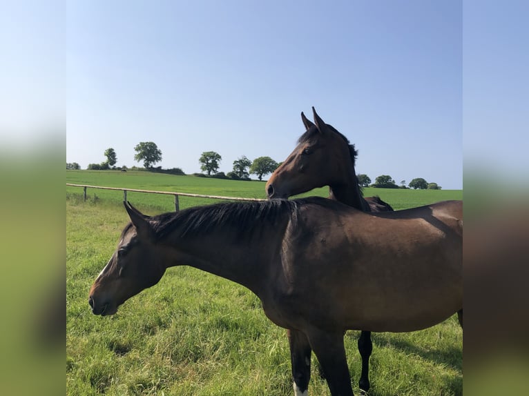 Holstein Mare 11 years Brown in Döhnsdorf