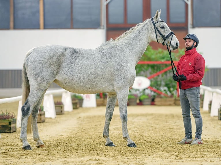 Holstein Mare 11 years Gray in Münster-Handorf