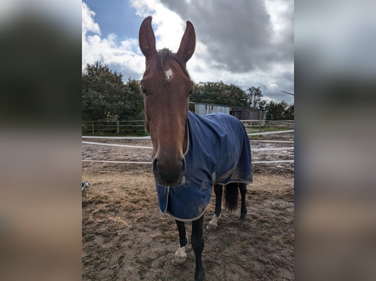 Holstein Mare 12 years 16,1 hh Brown in Vaale