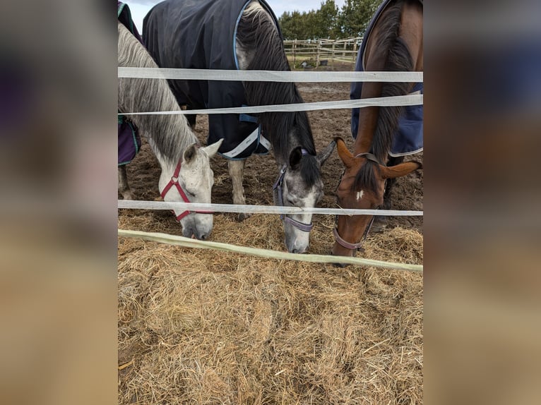 Holstein Mare 12 years 16,1 hh Brown in Vaale